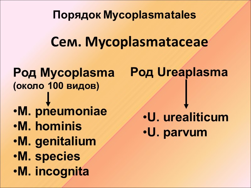 Сем. Mycoplasmataceae   Род Mycoplasma (около 100 видов)   M. pneumoniae 